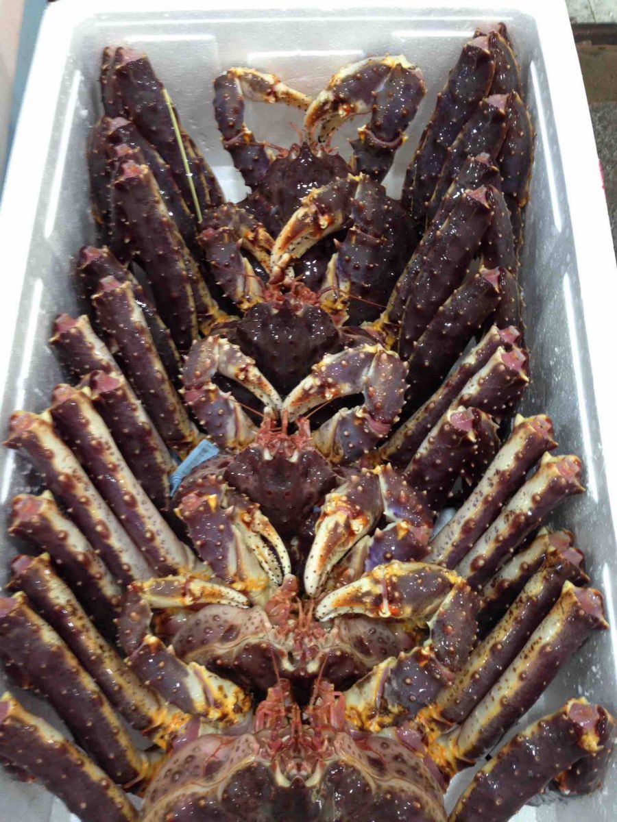 cua hoàng đế alaska king crab sống