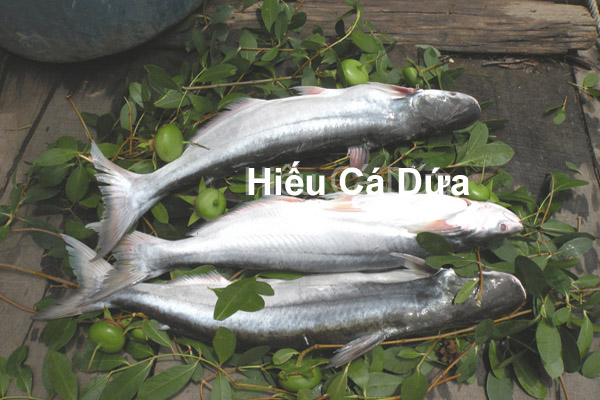 cá dứa