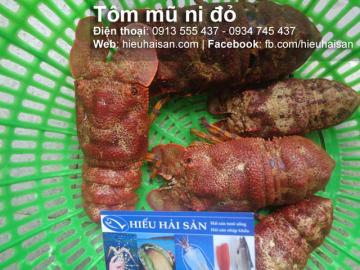 Tôm mũ ni đỏ