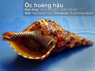 Ốc hoàng hậu