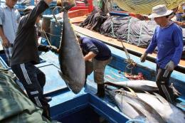Tạì sao cá ngừ lại trúng vụ trái mùa năm nay